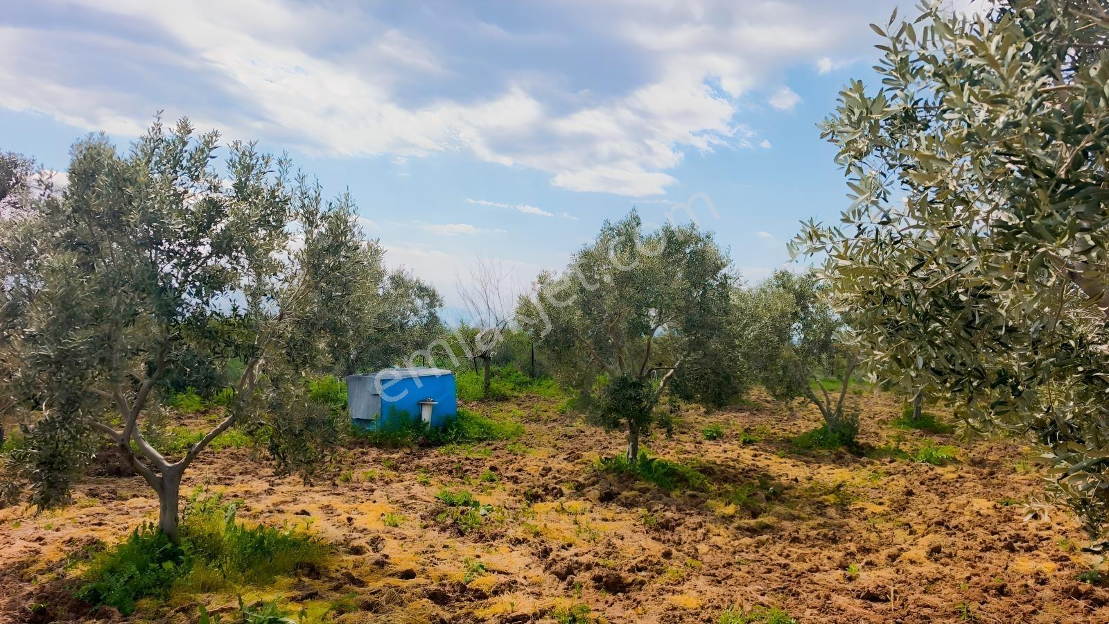 Kaya Emlak'dan Kızılcaterzi Mah.de Deniz Mnz. Satılık Zeytinlik — fotoğraf 28