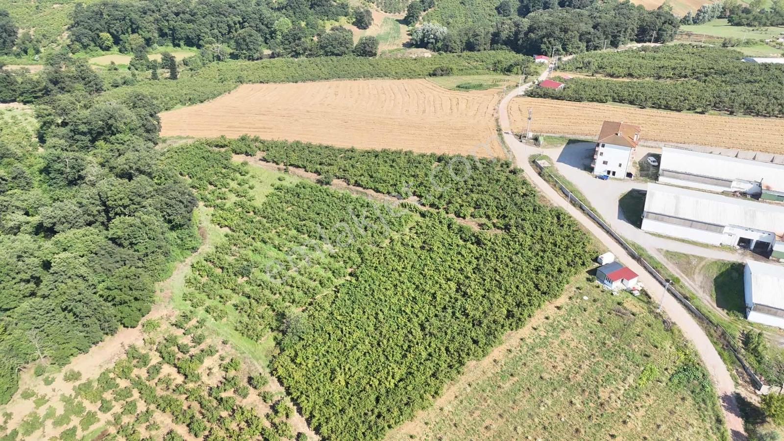 Kızılcaalide Kullanım Yolu Olan 5.000 M2 Satılık Fındık Bahçesi