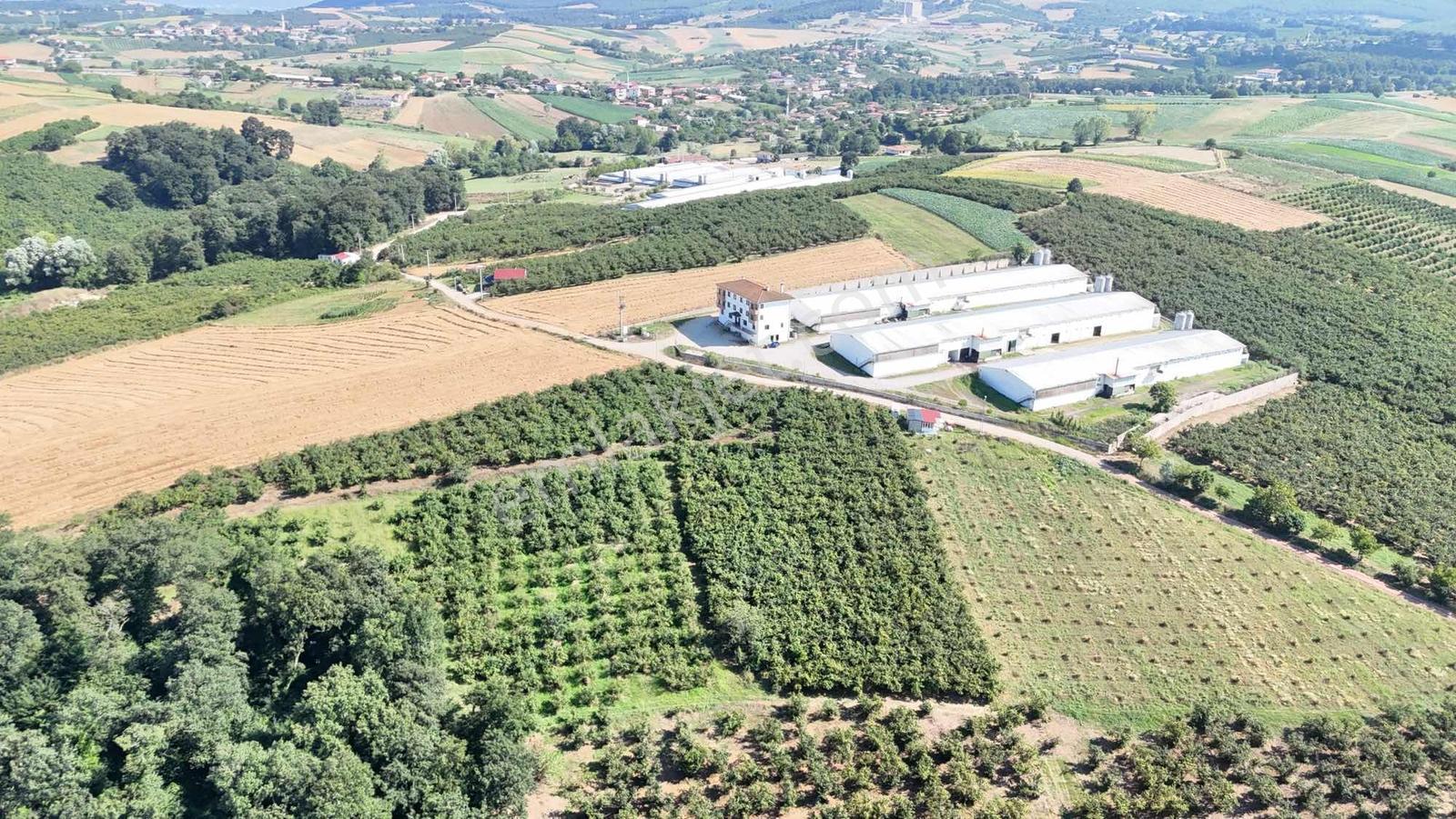 Kızılcaalide Kullanım Yolu Olan 5.000 M2 Satılık Fındık Bahçesi — fotoğraf 2