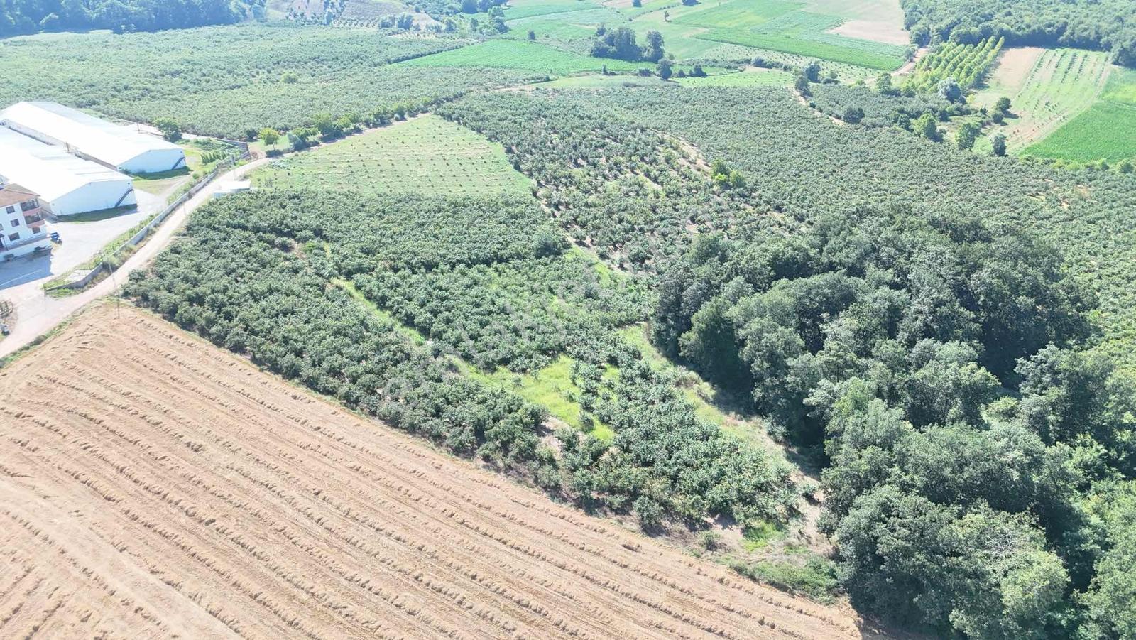 Kızılcaalide Kullanım Yolu Olan 5.000 M2 Satılık Fındık Bahçesi — fotoğraf 3