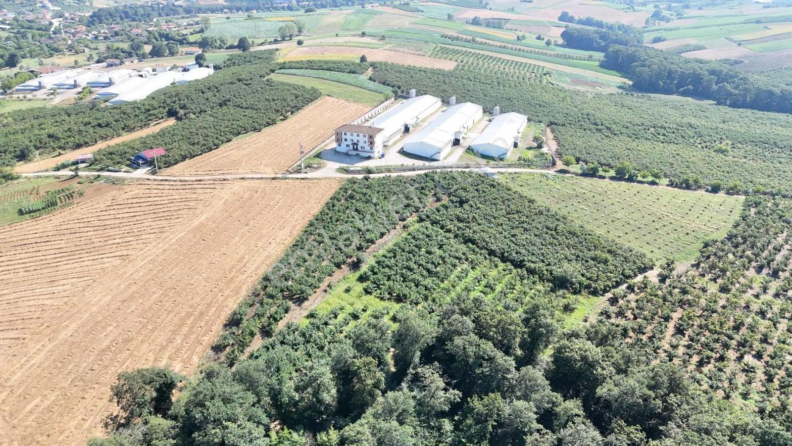 Kızılcaalide Kullanım Yolu Olan 5.000 M2 Satılık Fındık Bahçesi — fotoğraf 4