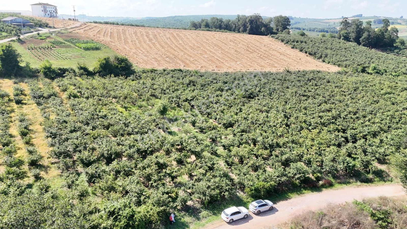 Kaynarca Kızılcaalide 4.720 M2 Satılık Fındıklık