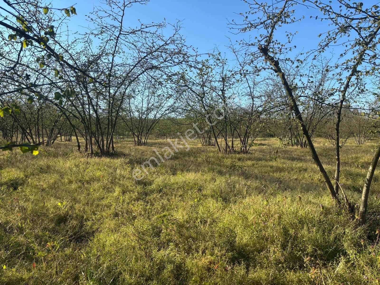 Kaynarca Kızılcaalide 4.720 M2 Satılık Fındıklık — fotoğraf 2