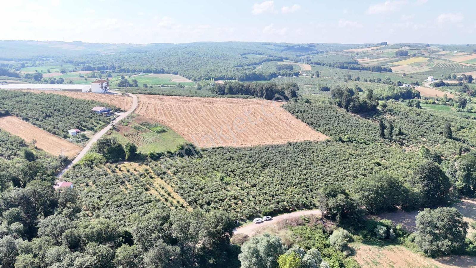 Kaynarca Kızılcaalide 4.720 M2 Satılık Fındıklık — fotoğraf 3