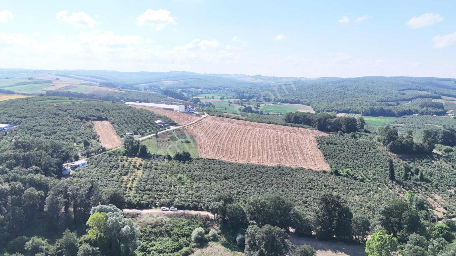 Kaynarca Kızılcaalide 4.720 M2 Satılık Fındıklık — fotoğraf 4