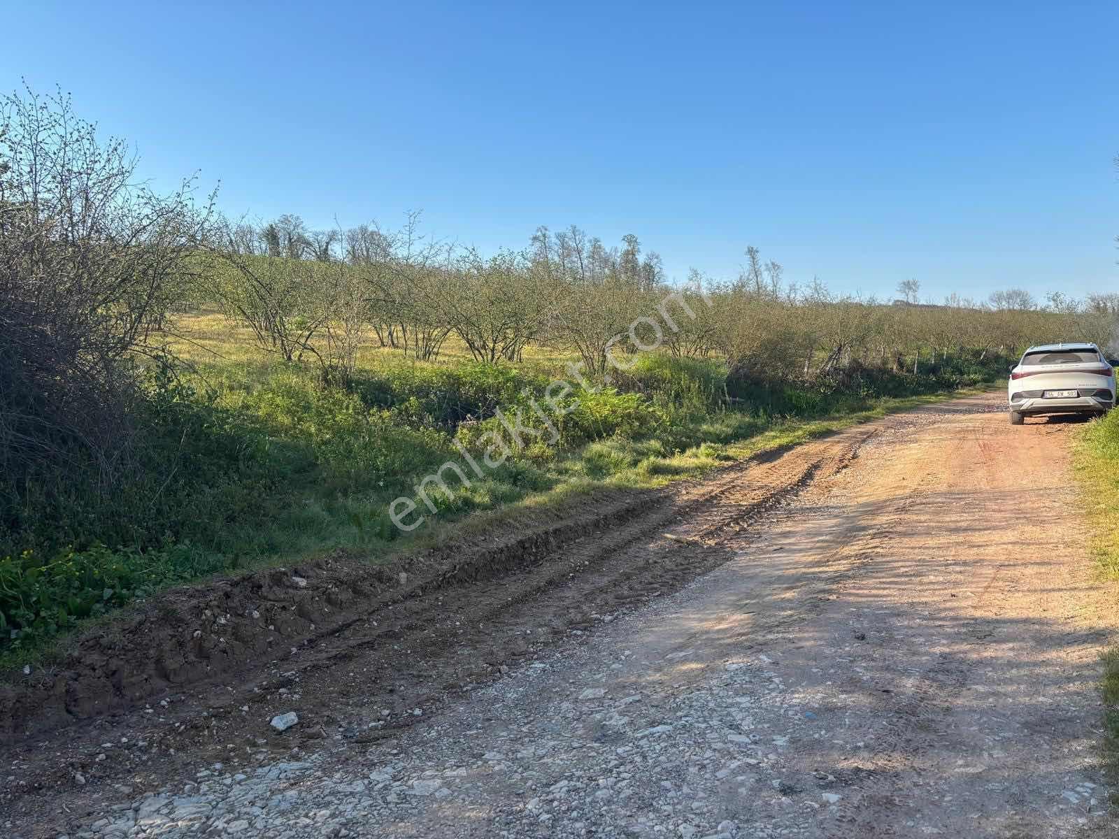 Kaynarca Kızılcaalide 4.720 M2 Satılık Fındıklık — fotoğraf 5