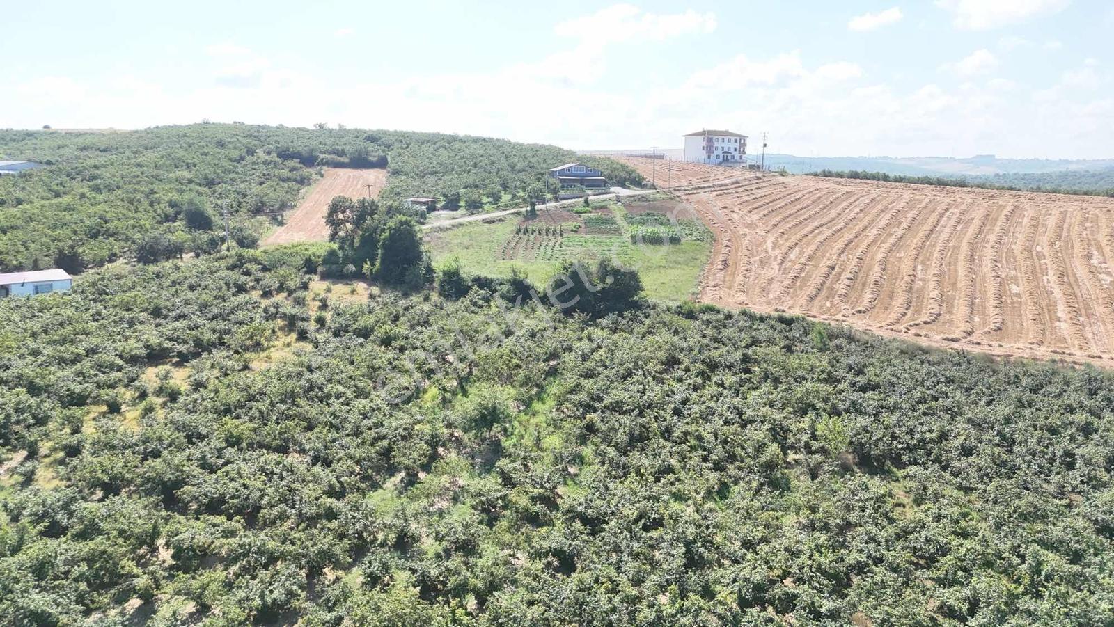 Kaynarca Kızılcaalide 4.720 M2 Satılık Fındıklık — fotoğraf 6