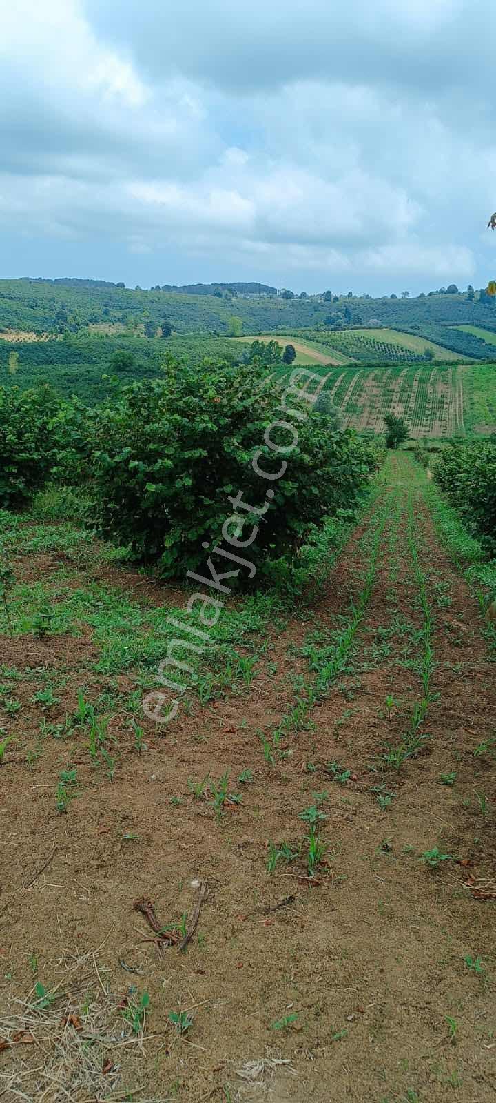 Ferizli Nalköyde Satılık Fındık Tarlası — fotoğraf 2