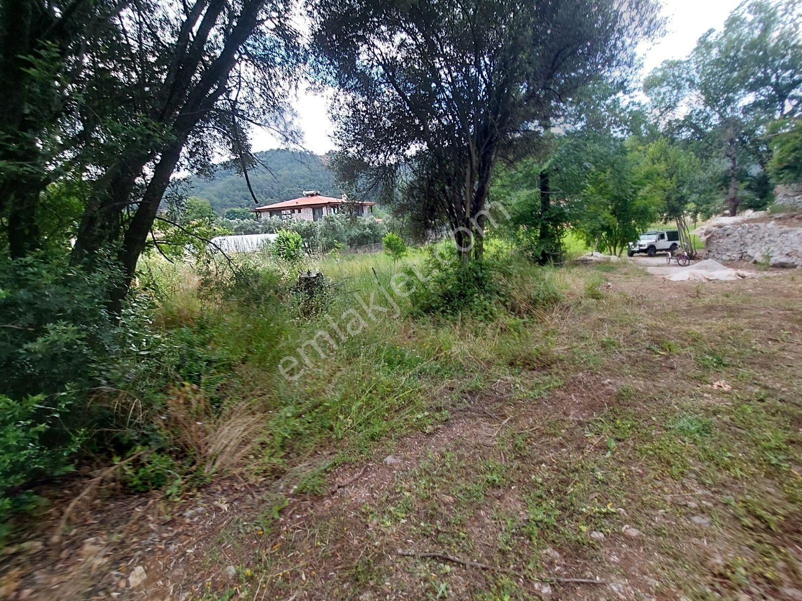 Fethiye İnlice Mh Merkezde Satılık 710m2 Zeytinlik 2b Arazi