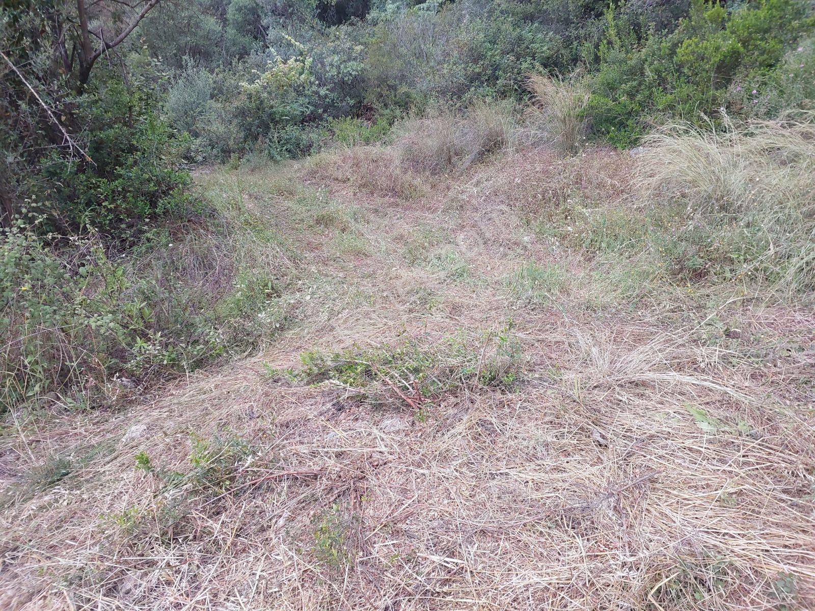 Fethiye İnlice Mh Merkezde Satılık 710m2 Zeytinlik 2b Arazi — fotoğraf 4