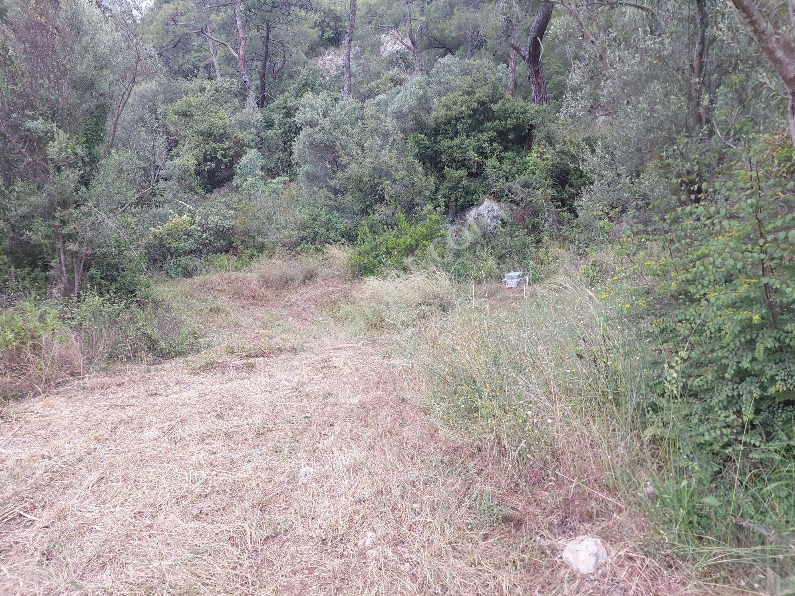 Fethiye İnlice Mh Merkezde Satılık 710m2 Zeytinlik 2b Arazi — fotoğraf 5