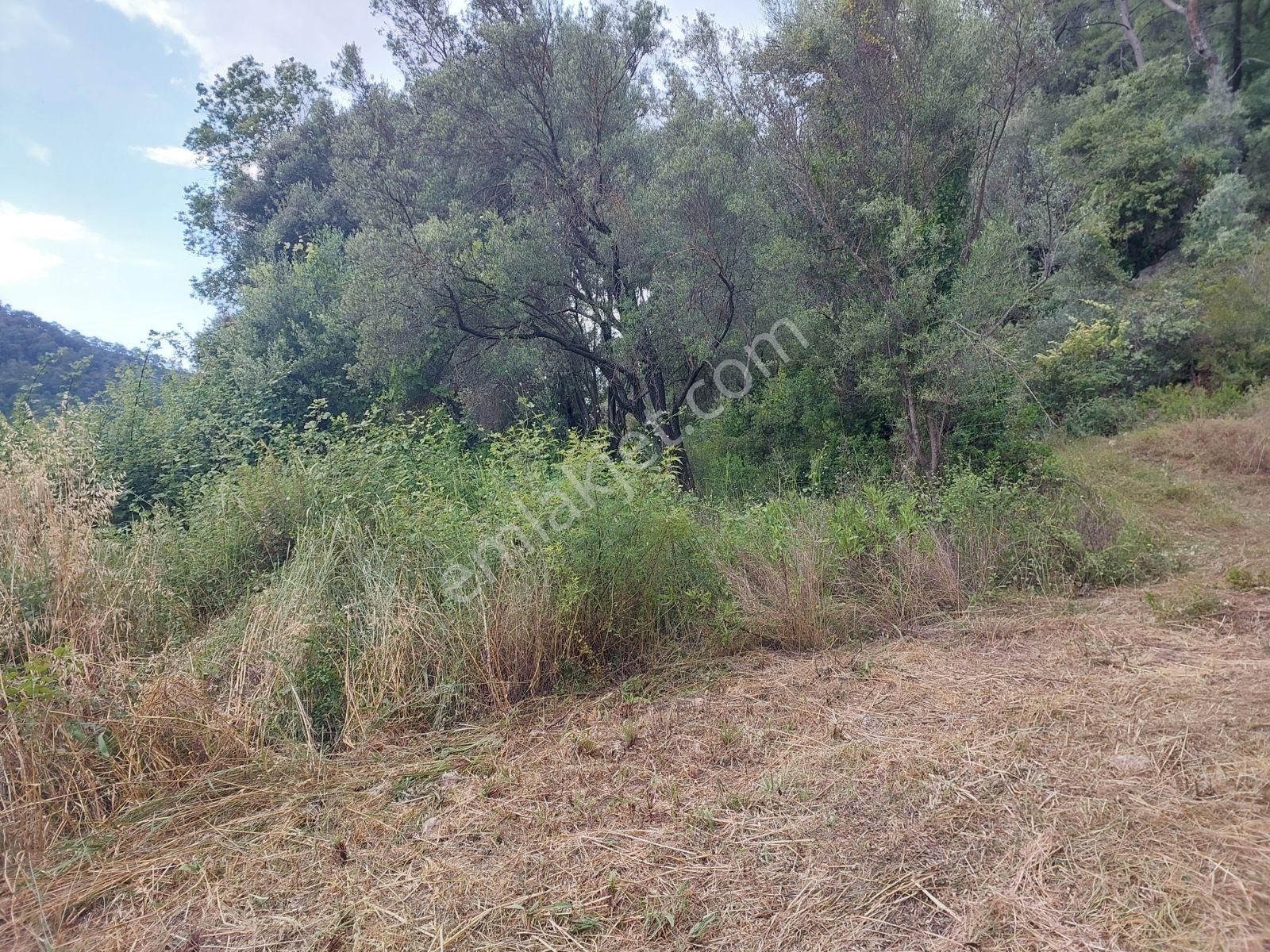 Fethiye İnlice Mh Merkezde Satılık 710m2 Zeytinlik 2b Arazi — fotoğraf 6