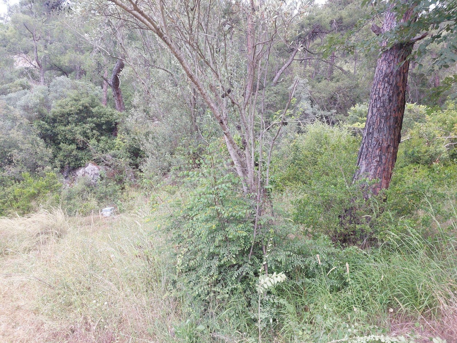 Fethiye İnlice Mh Merkezde Satılık 710m2 Zeytinlik 2b Arazi — fotoğraf 8
