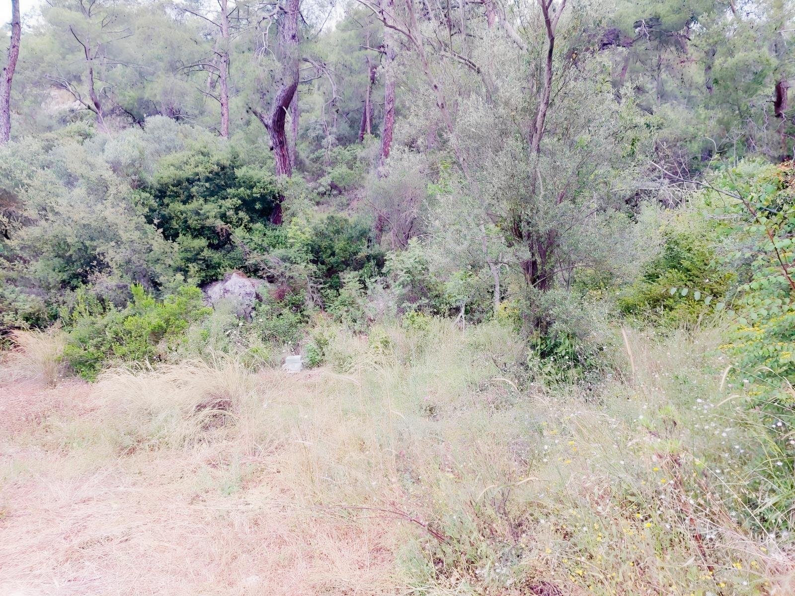 Fethiye İnlice Mh Merkezde Satılık 710m2 Zeytinlik 2b Arazi — fotoğraf 9