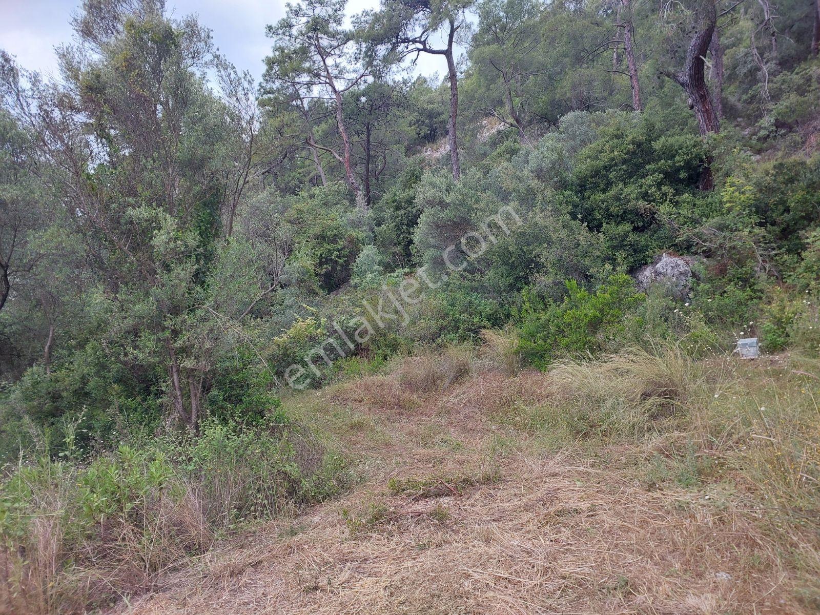 Fethiye İnlice Mh Merkezde Satılık 710m2 Zeytinlik 2b Arazi — fotoğraf 10