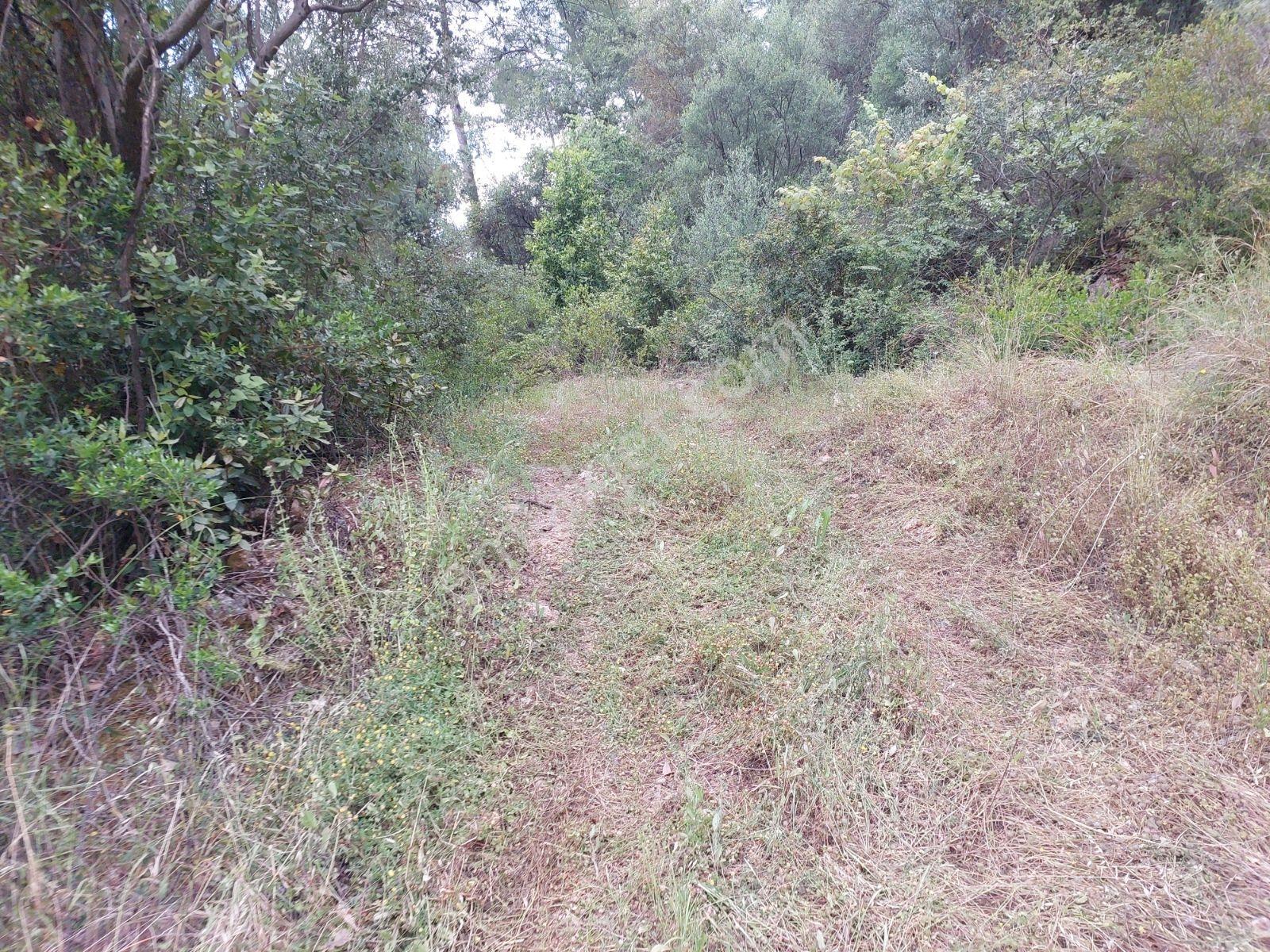 Fethiye İnlice Mh Merkezde Satılık 710m2 Zeytinlik 2b Arazi — fotoğraf 11