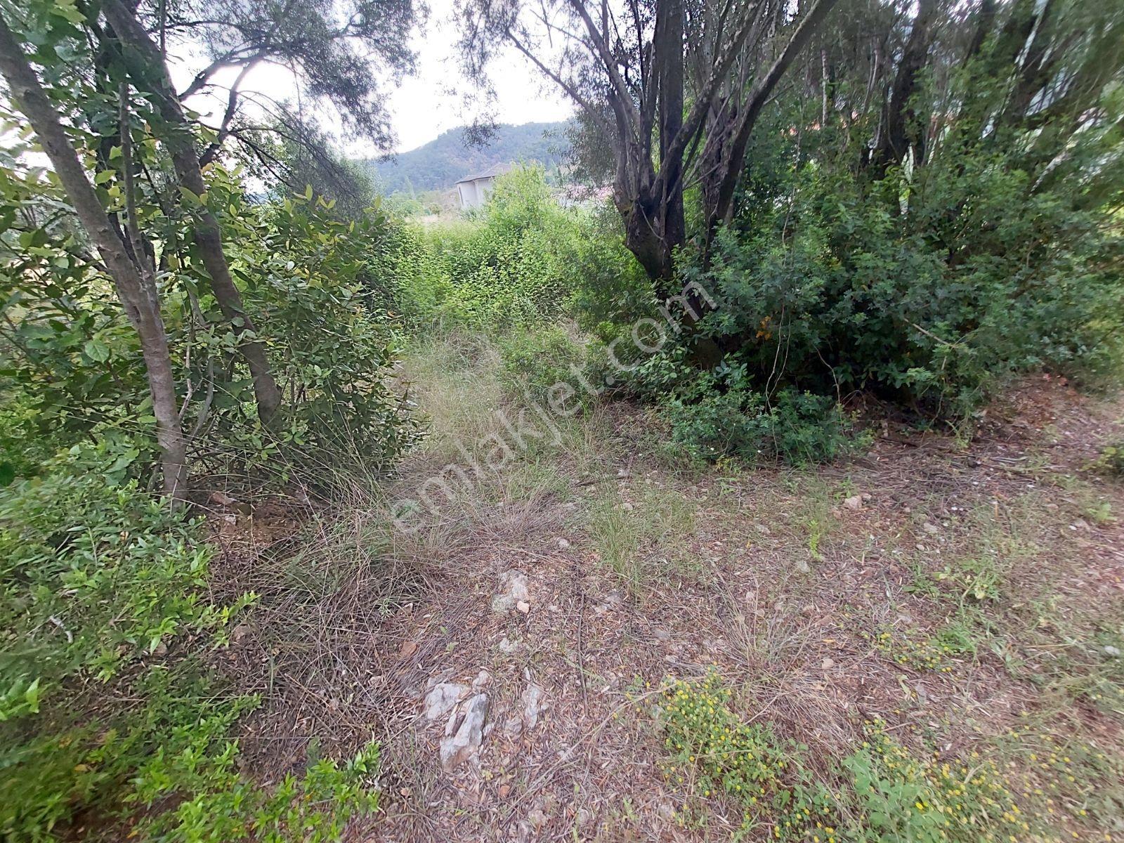 Fethiye İnlice Mh Merkezde Satılık 710m2 Zeytinlik 2b Arazi — fotoğraf 12