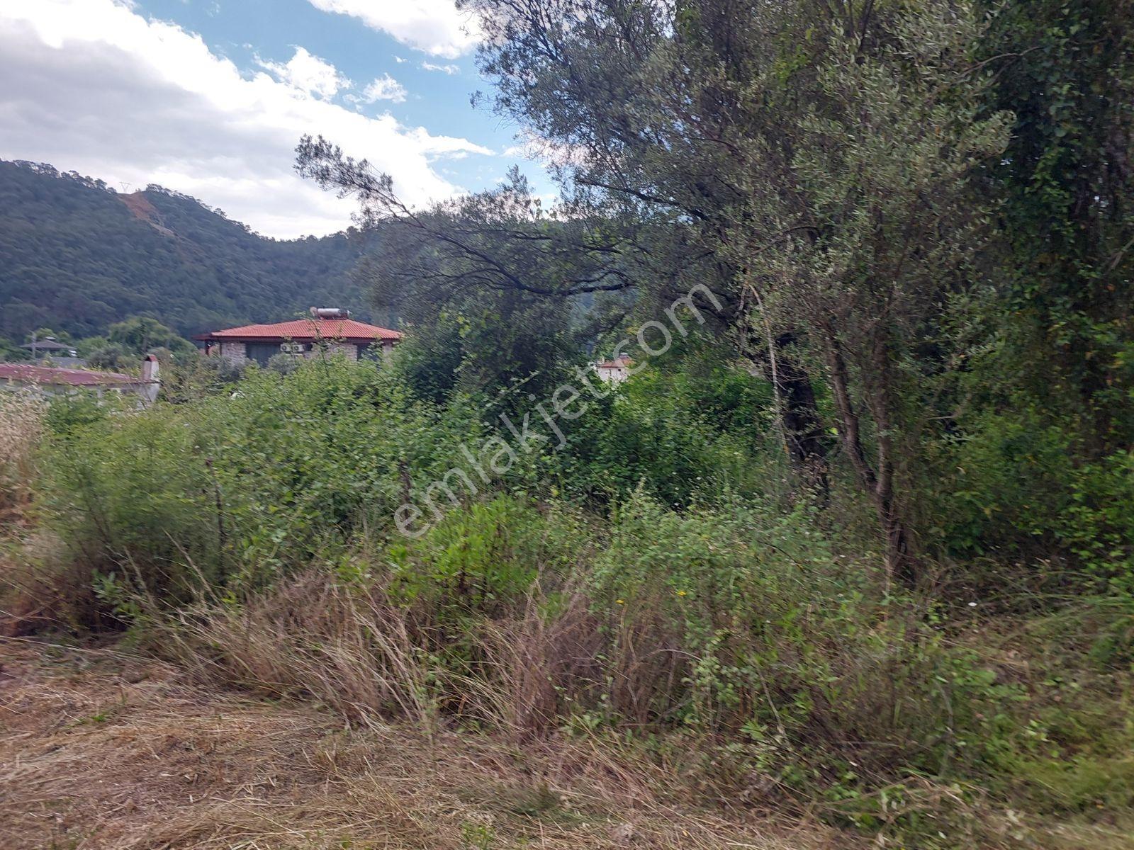 Fethiye İnlice Mh Merkezde Satılık 710m2 Zeytinlik 2b Arazi — fotoğraf 13