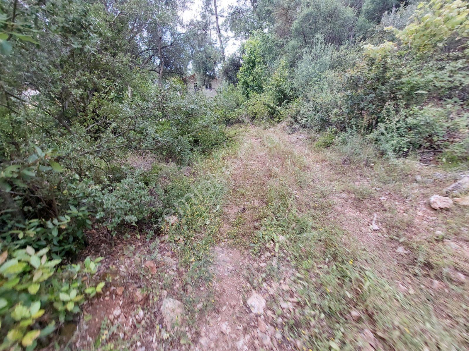 Fethiye İnlice Mh Merkezde Satılık 710m2 Zeytinlik 2b Arazi — fotoğraf 14