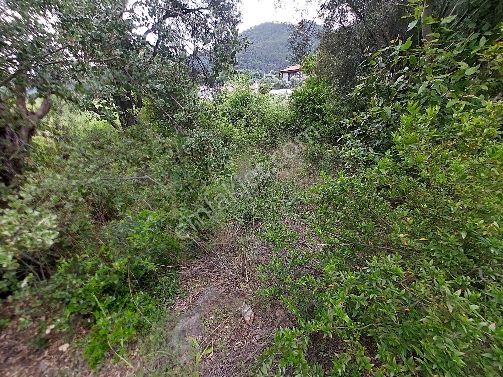 Fethiye İnlice Mh Merkezde Satılık 710m2 Zeytinlik 2b Arazi — fotoğraf 15