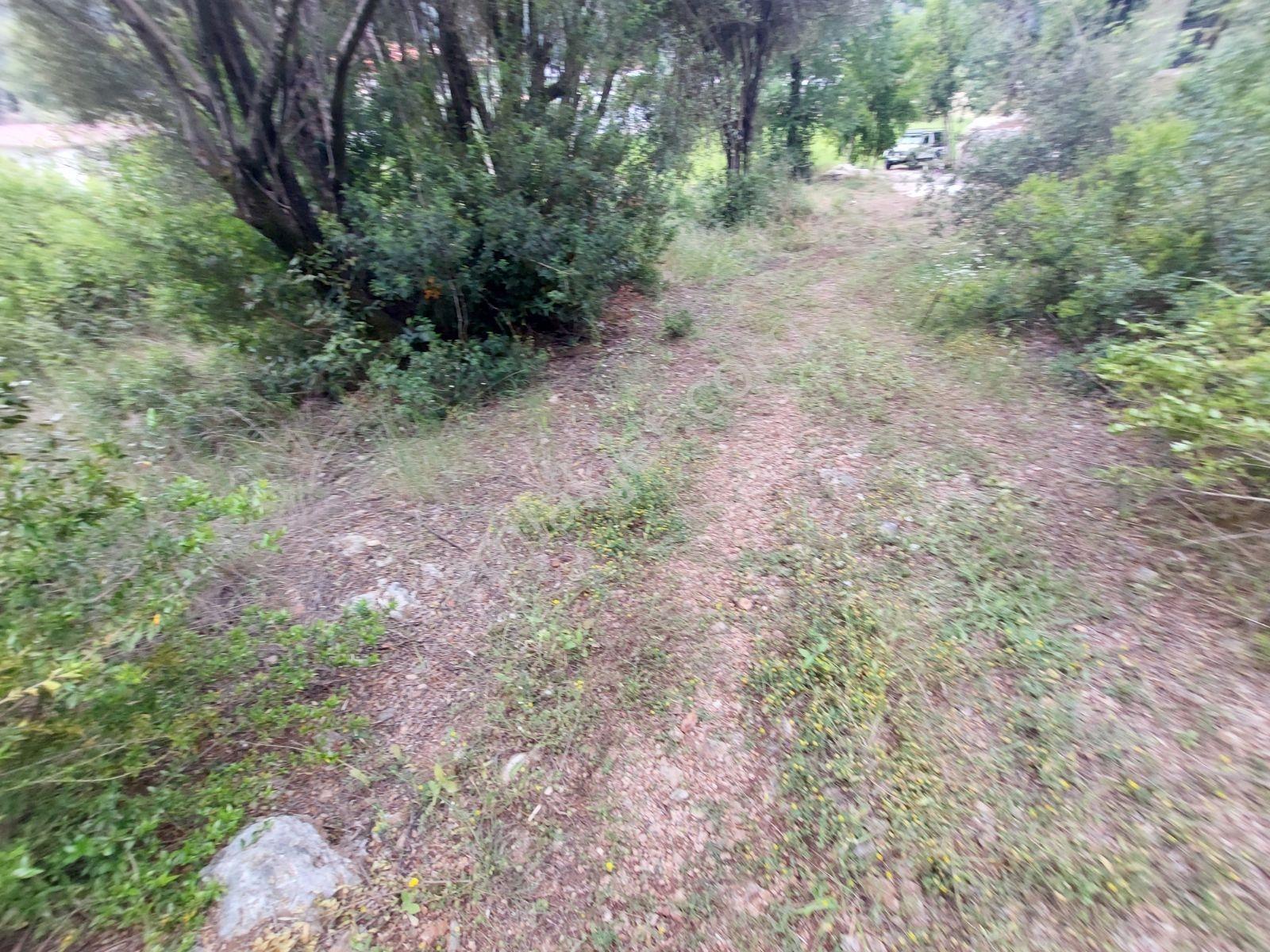 Fethiye İnlice Mh Merkezde Satılık 710m2 Zeytinlik 2b Arazi — fotoğraf 16