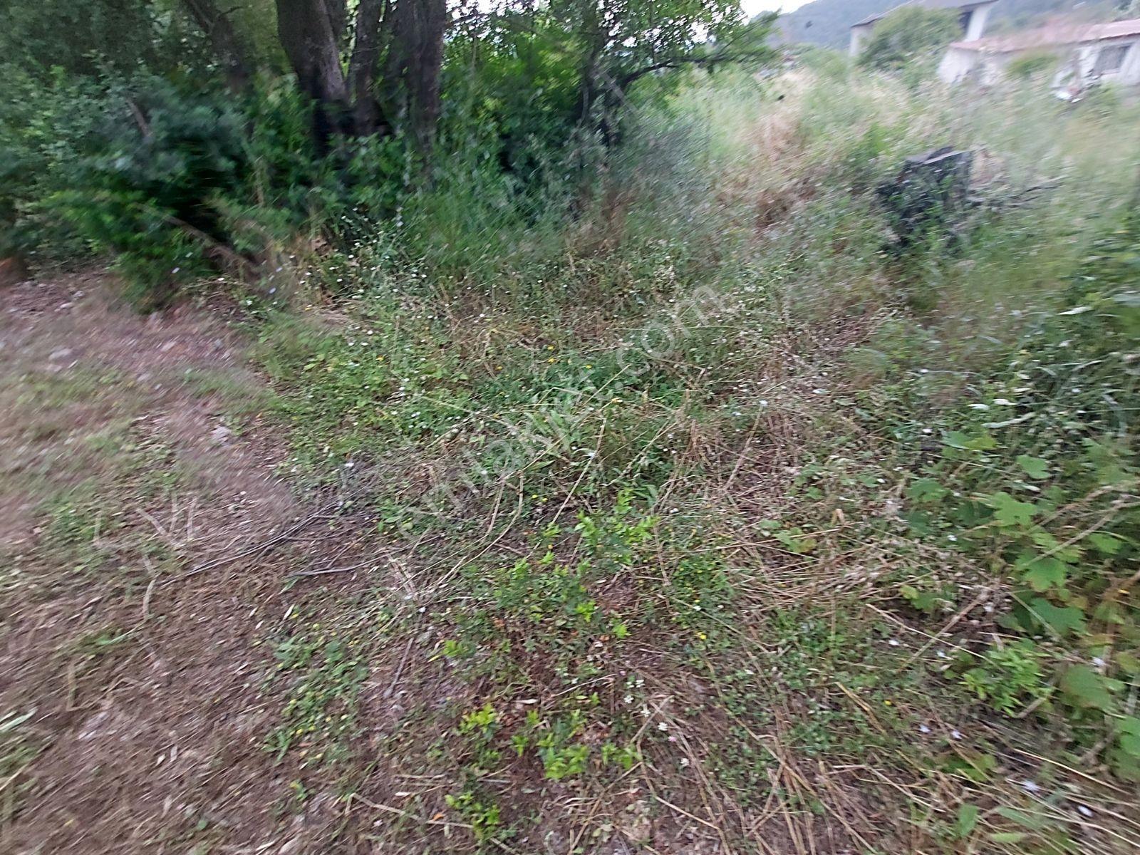 Fethiye İnlice Mh Merkezde Satılık 710m2 Zeytinlik 2b Arazi — fotoğraf 20