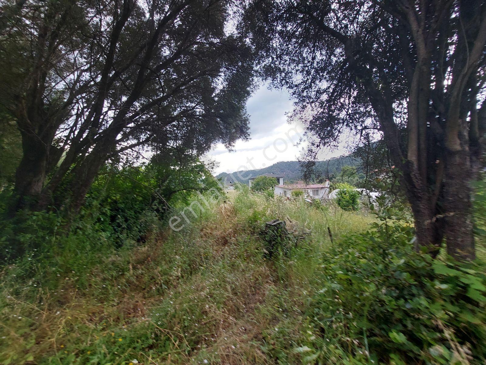 Fethiye İnlice Mh Merkezde Satılık 710m2 Zeytinlik 2b Arazi — fotoğraf 22