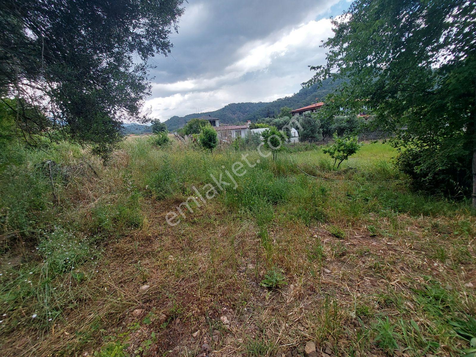 Fethiye İnlice Mh Merkezde Satılık 710m2 Zeytinlik 2b Arazi — fotoğraf 23