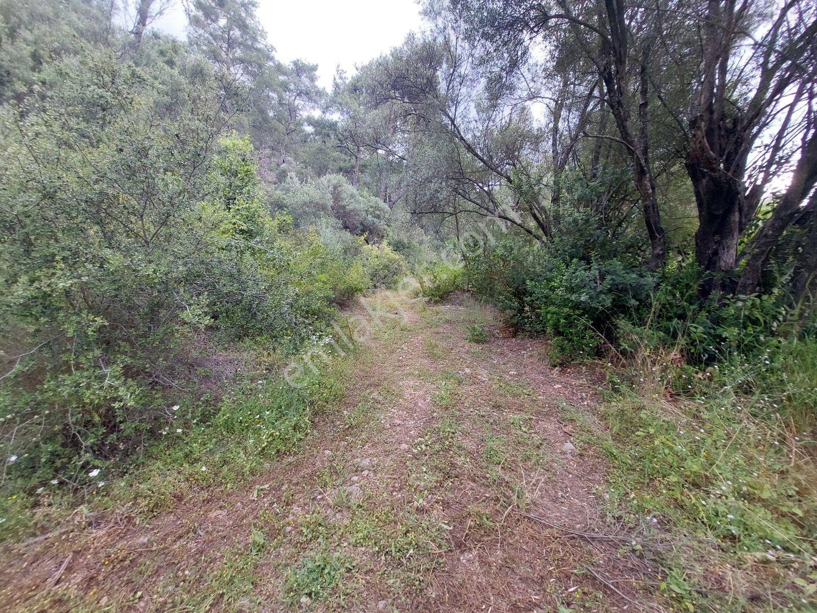 Fethiye İnlice Mh Merkezde Satılık 710m2 Zeytinlik 2b Arazi — fotoğraf 24