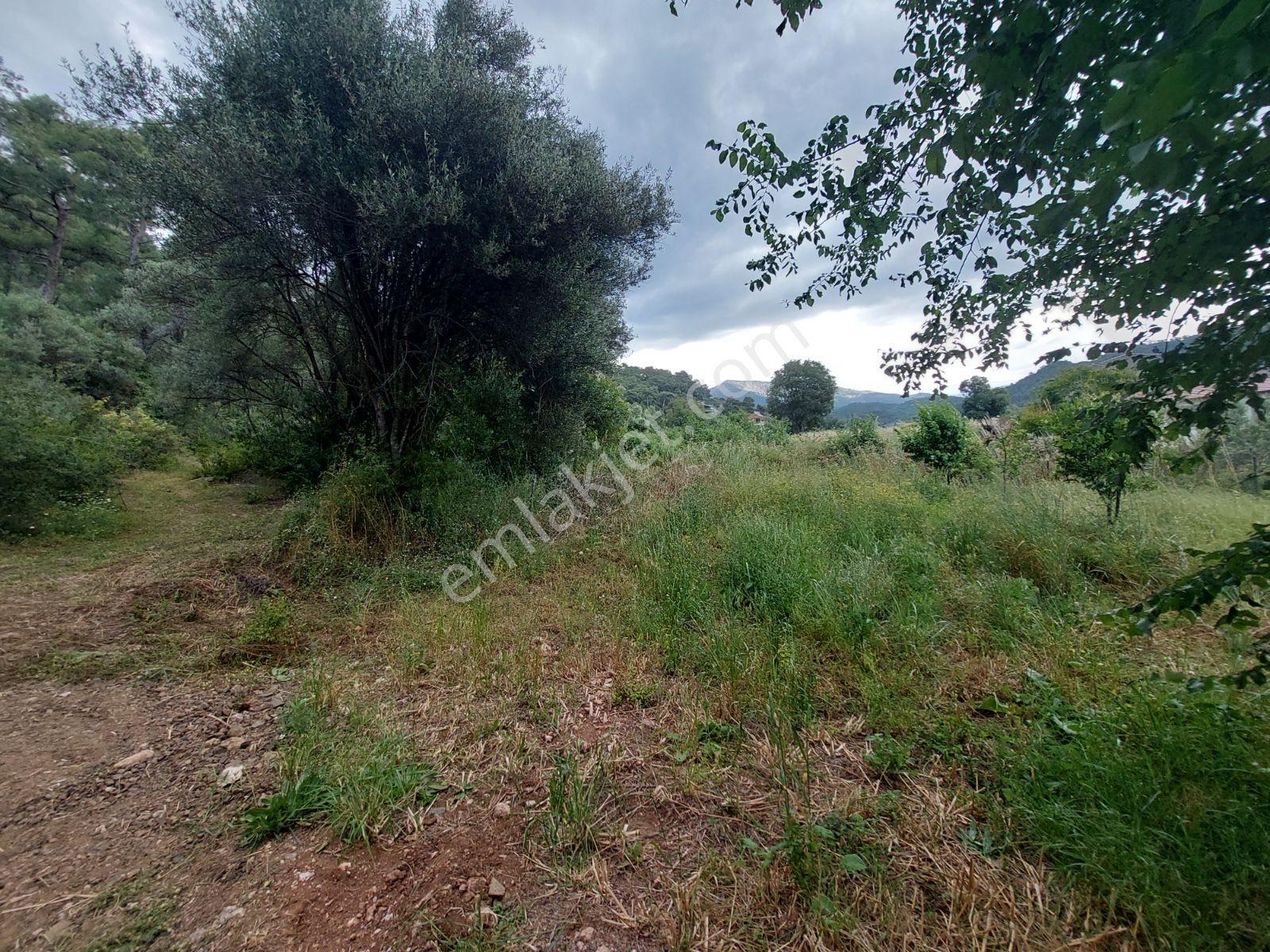 Fethiye İnlice Mh Merkezde Satılık 710m2 Zeytinlik 2b Arazi — fotoğraf 27