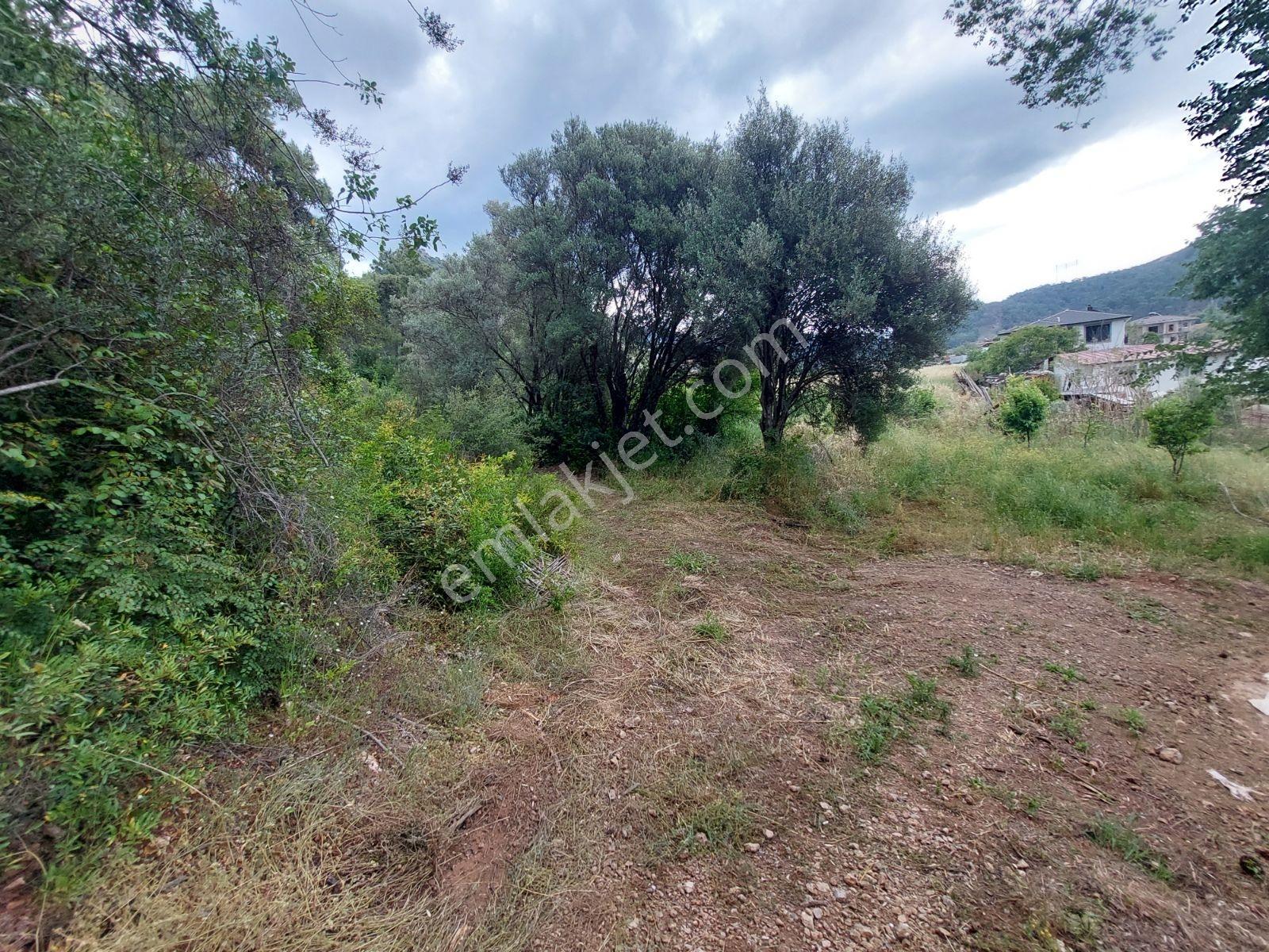 Fethiye İnlice Mh Merkezde Satılık 710m2 Zeytinlik 2b Arazi — fotoğraf 29