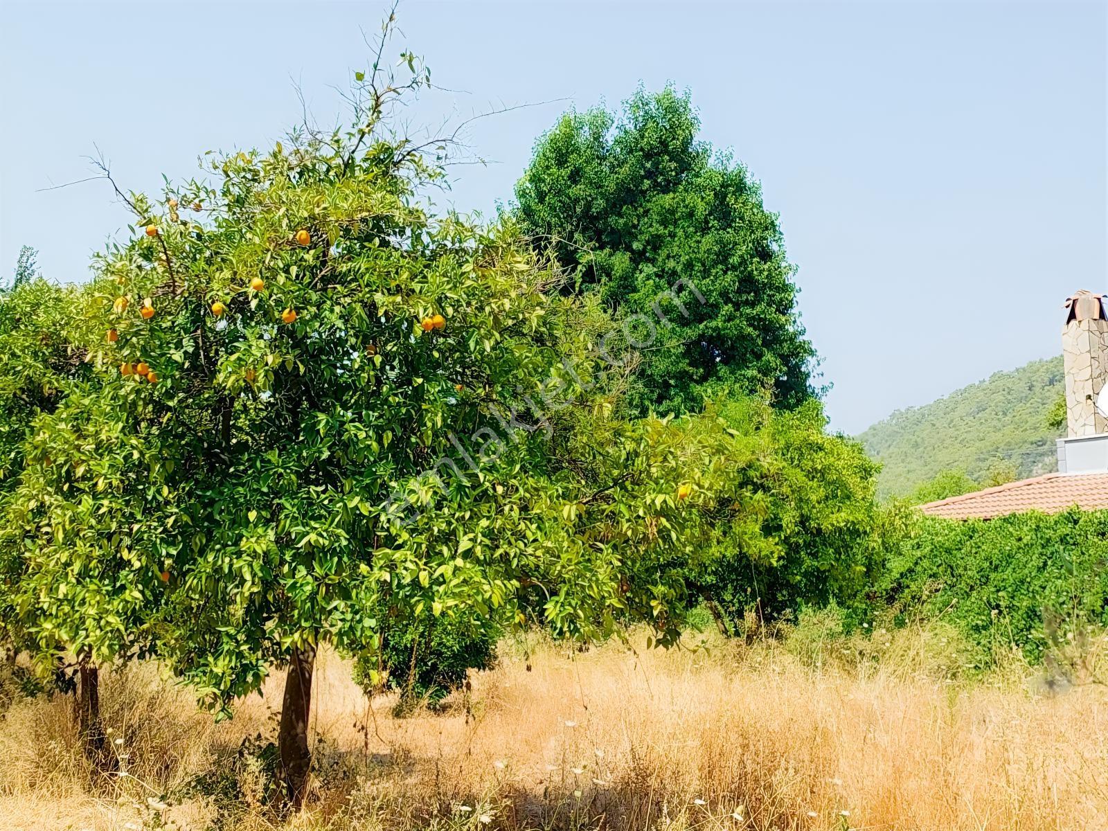 Fethiye İnlice'de Satılık 3050m2 Denizeyakın Satılık Gayrimenkul — fotoğraf 10
