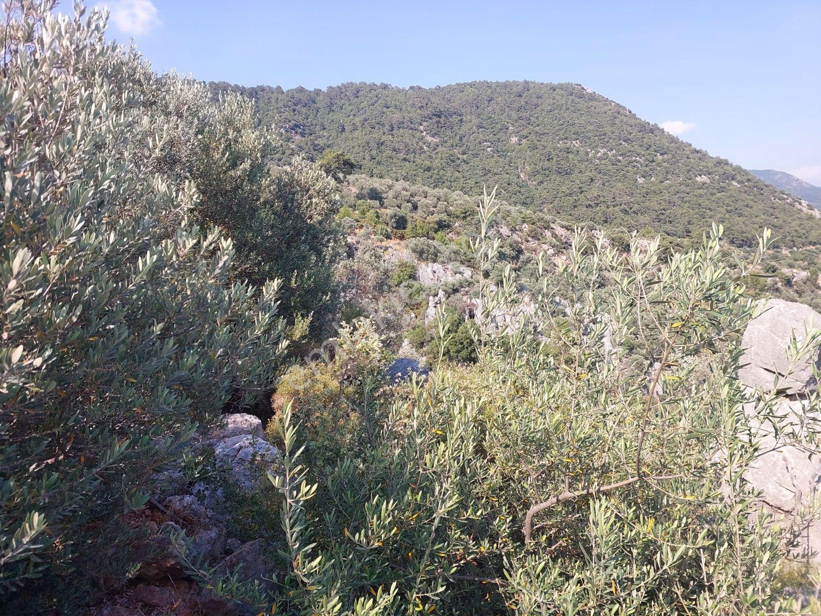 Fethiye İnlice Mh 5270m2 Satılık Tarımdışı Gayrimenkul — fotoğraf 4