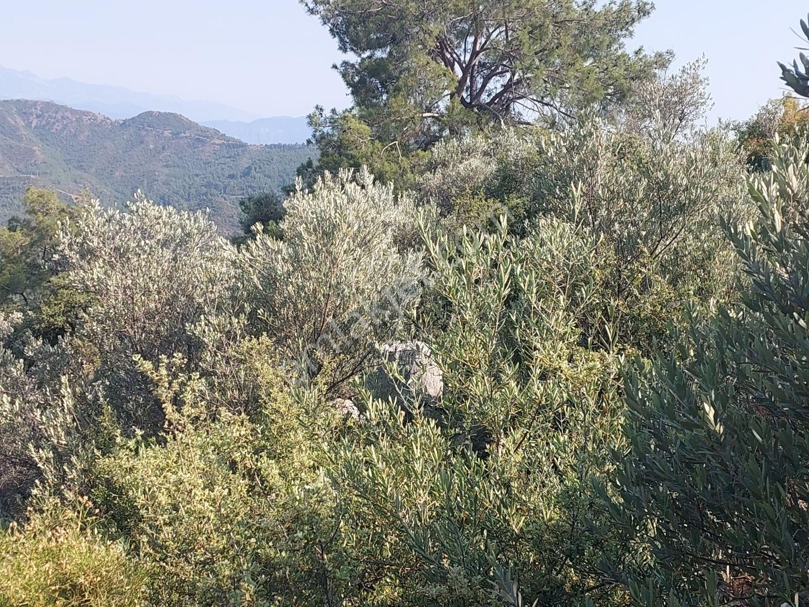 Fethiye İnlice Mh 5270m2 Satılık Tarımdışı Gayrimenkul — fotoğraf 6