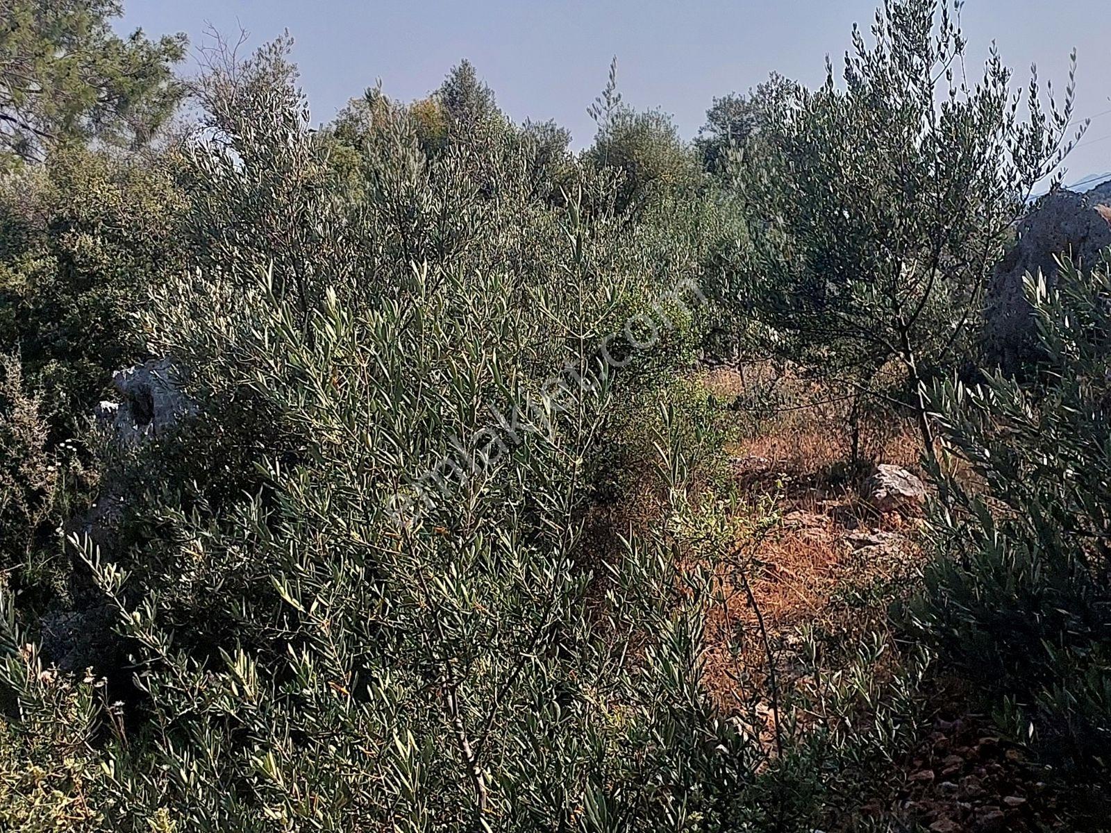 Fethiye İnlice Mh 5270m2 Satılık Tarımdışı Gayrimenkul — fotoğraf 11