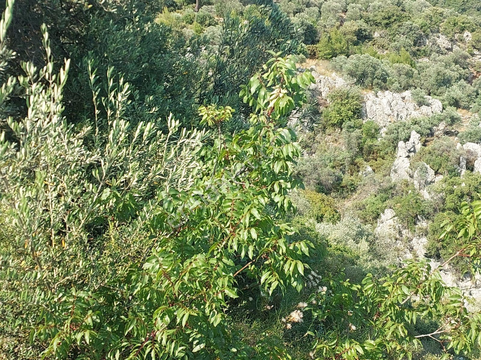 Fethiye İnlice Mh 5270m2 Satılık Tarımdışı Gayrimenkul — fotoğraf 15
