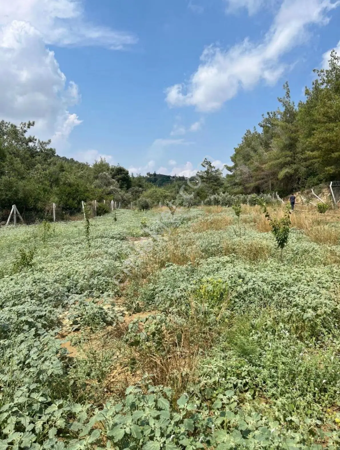 Çukurova Fadıl 6261m2 Tek Tapu 63 M' 2+1 Prefabrik Ev Ve 1 Adet 21 M2 Depo Zeytin Ağacı Damlama — fotoğraf 3