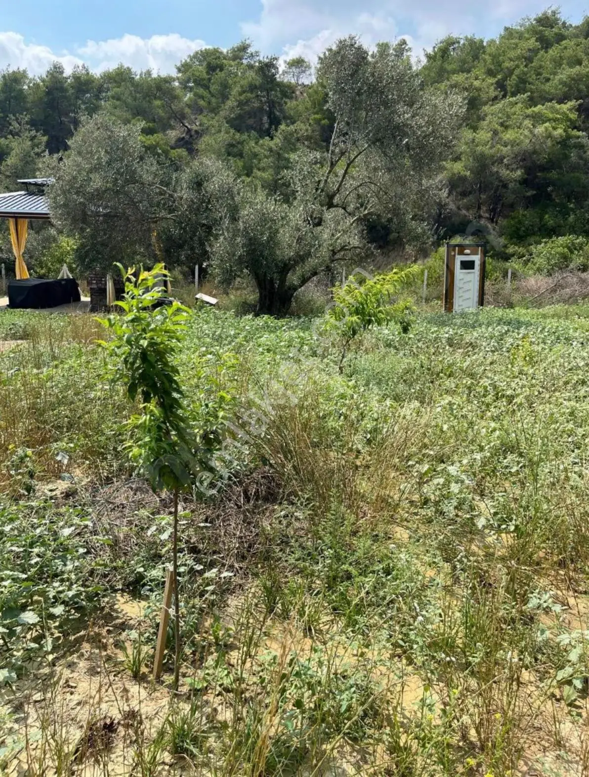 Çukurova Fadıl 6261m2 Tek Tapu 63 M' 2+1 Prefabrik Ev Ve 1 Adet 21 M2 Depo Zeytin Ağacı Damlama — fotoğraf 13