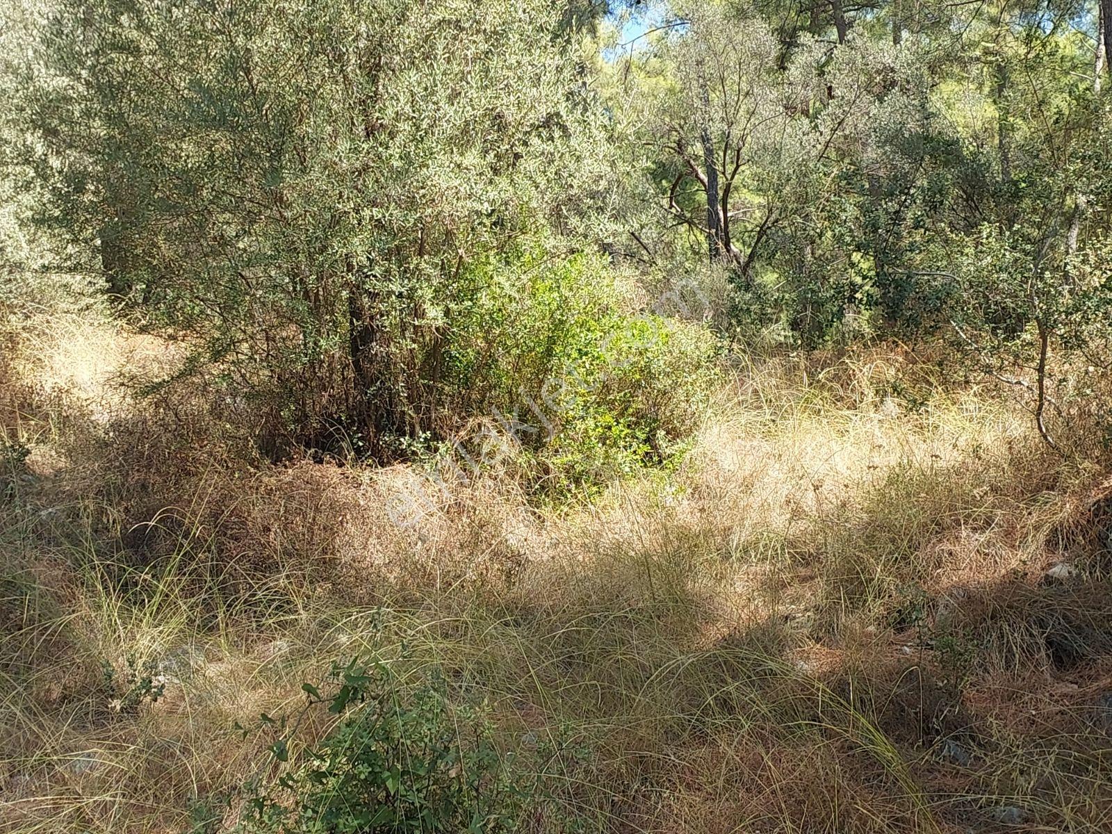 Göcekte Full Panaromik Deniz Manzaralı 6080m2 Satılık Arazi — fotoğraf 9