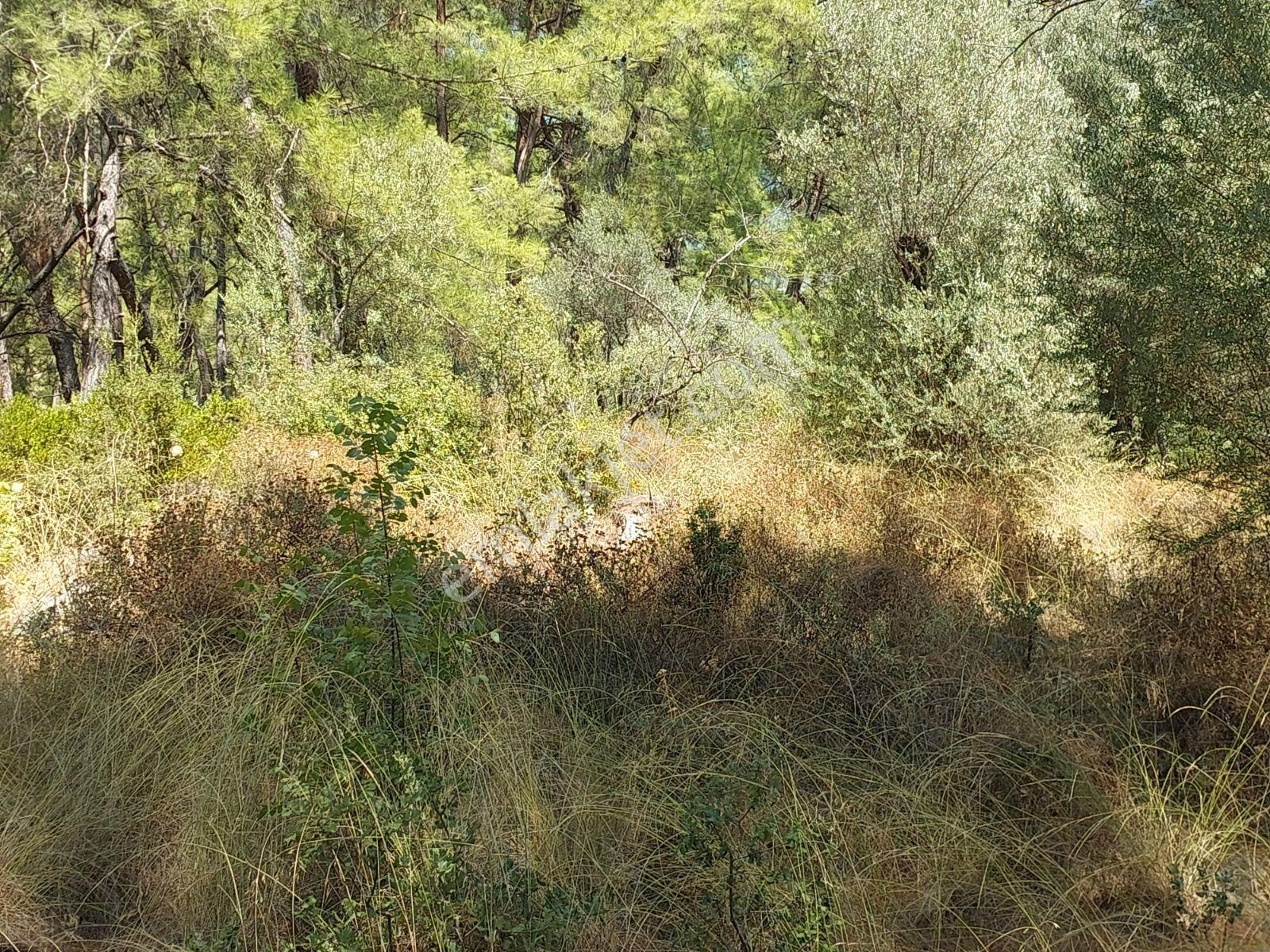 Göcekte Full Panaromik Deniz Manzaralı 6080m2 Satılık Arazi — fotoğraf 10