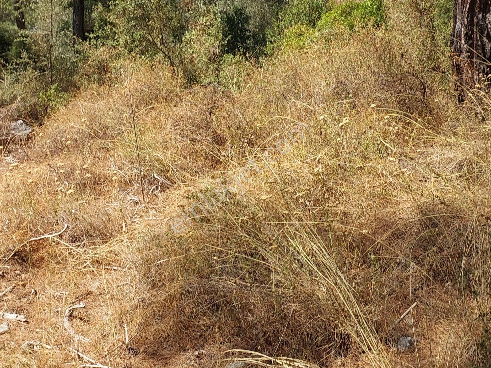 Göcekte Full Panaromik Deniz Manzaralı 6080m2 Satılık Arazi — fotoğraf 11