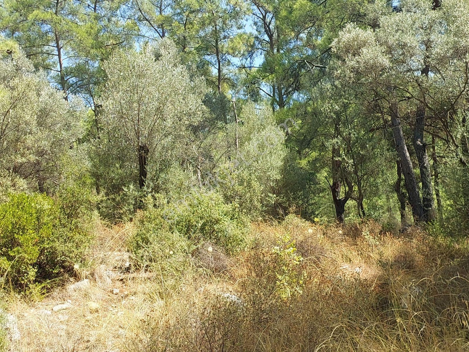 Göcekte Full Panaromik Deniz Manzaralı 6080m2 Satılık Arazi — fotoğraf 15