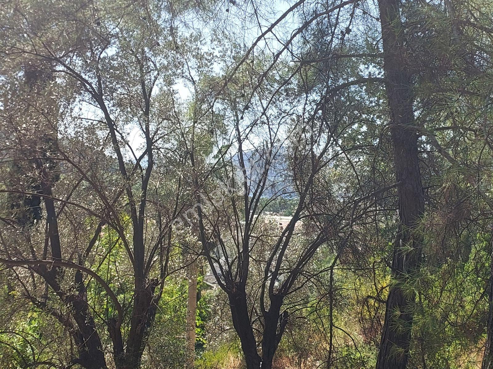 Göcekte Full Panaromik Deniz Manzaralı 6080m2 Satılık Arazi — fotoğraf 30