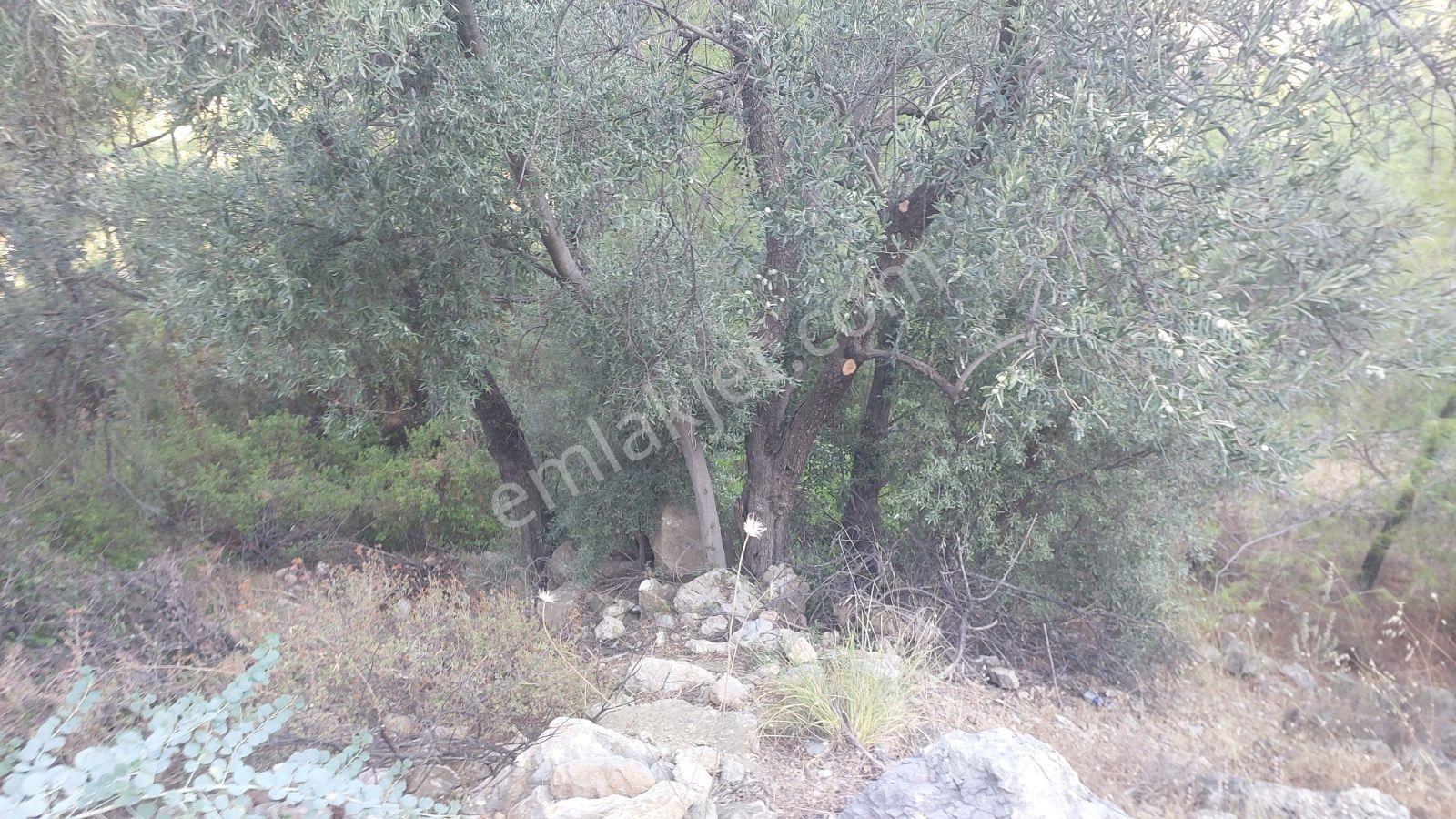 Göcekte Panoramik Turkuaz Deniz Manzaralı Satılık 40.411m2tarla — fotoğraf 5