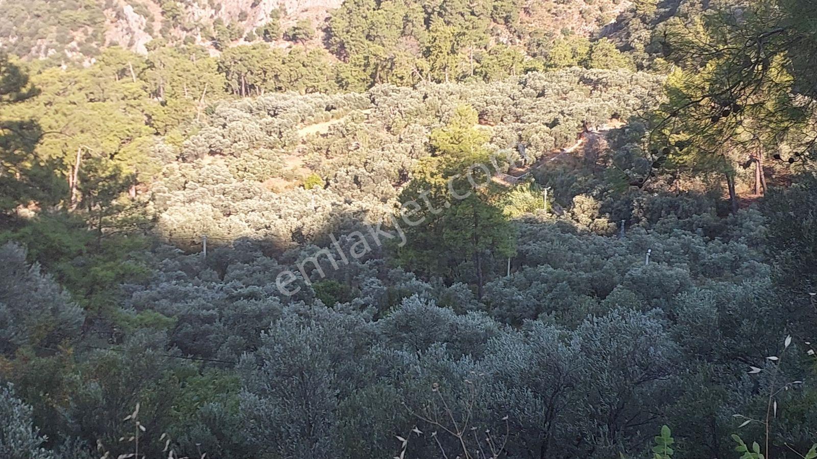 Göcekte Panoramik Turkuaz Deniz Manzaralı Satılık 40.411m2tarla — fotoğraf 12