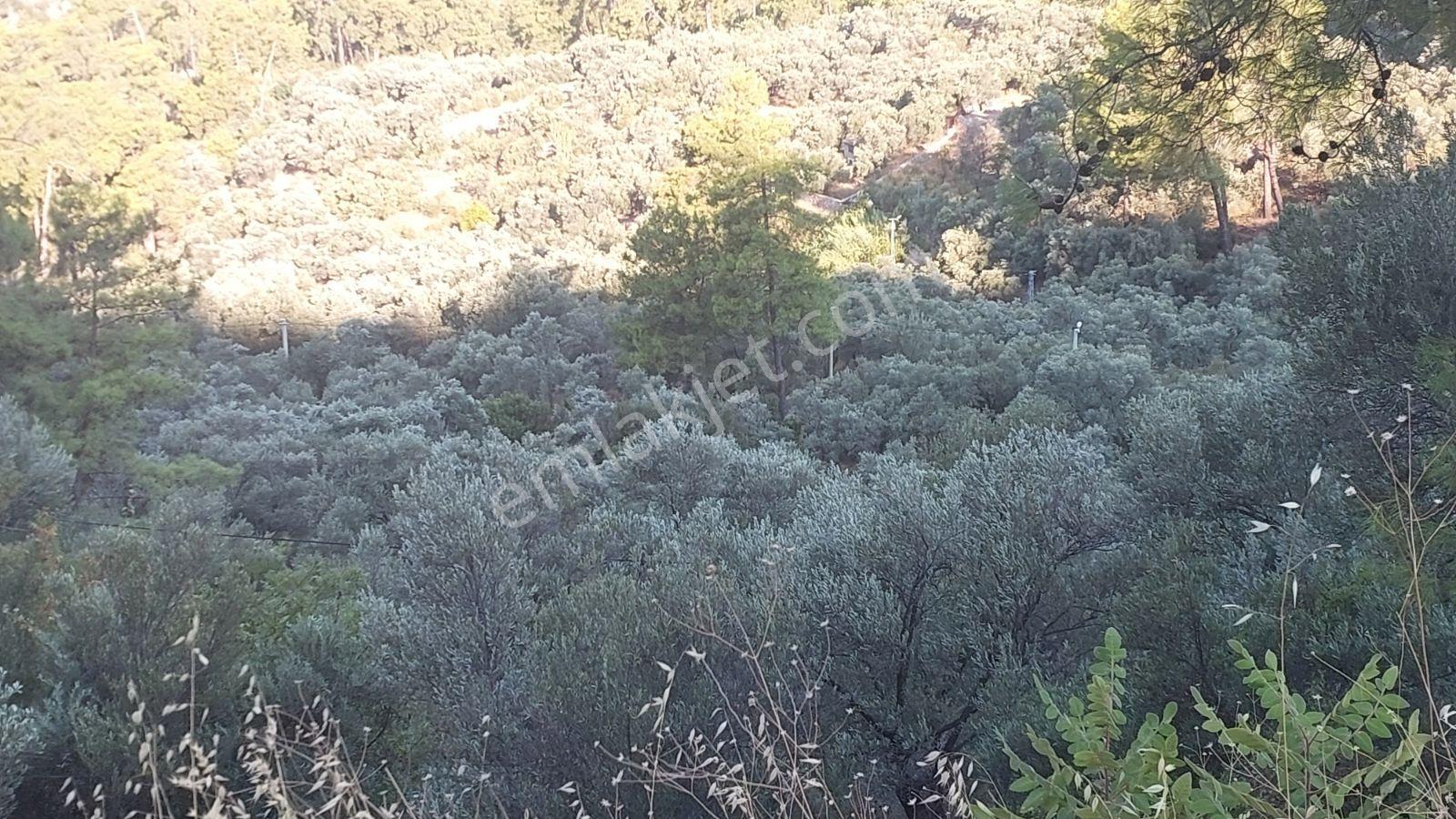 Göcekte Panoramik Turkuaz Deniz Manzaralı Satılık 40.411m2tarla — fotoğraf 23