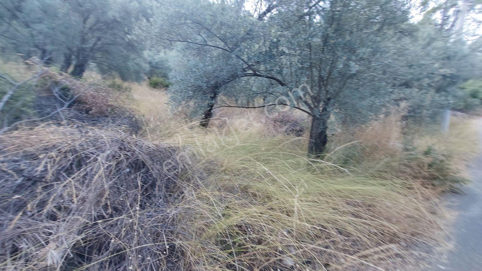 Göcekte Panoramik Turkuaz Deniz Manzaralı Satılık 40.411m2tarla — fotoğraf 30