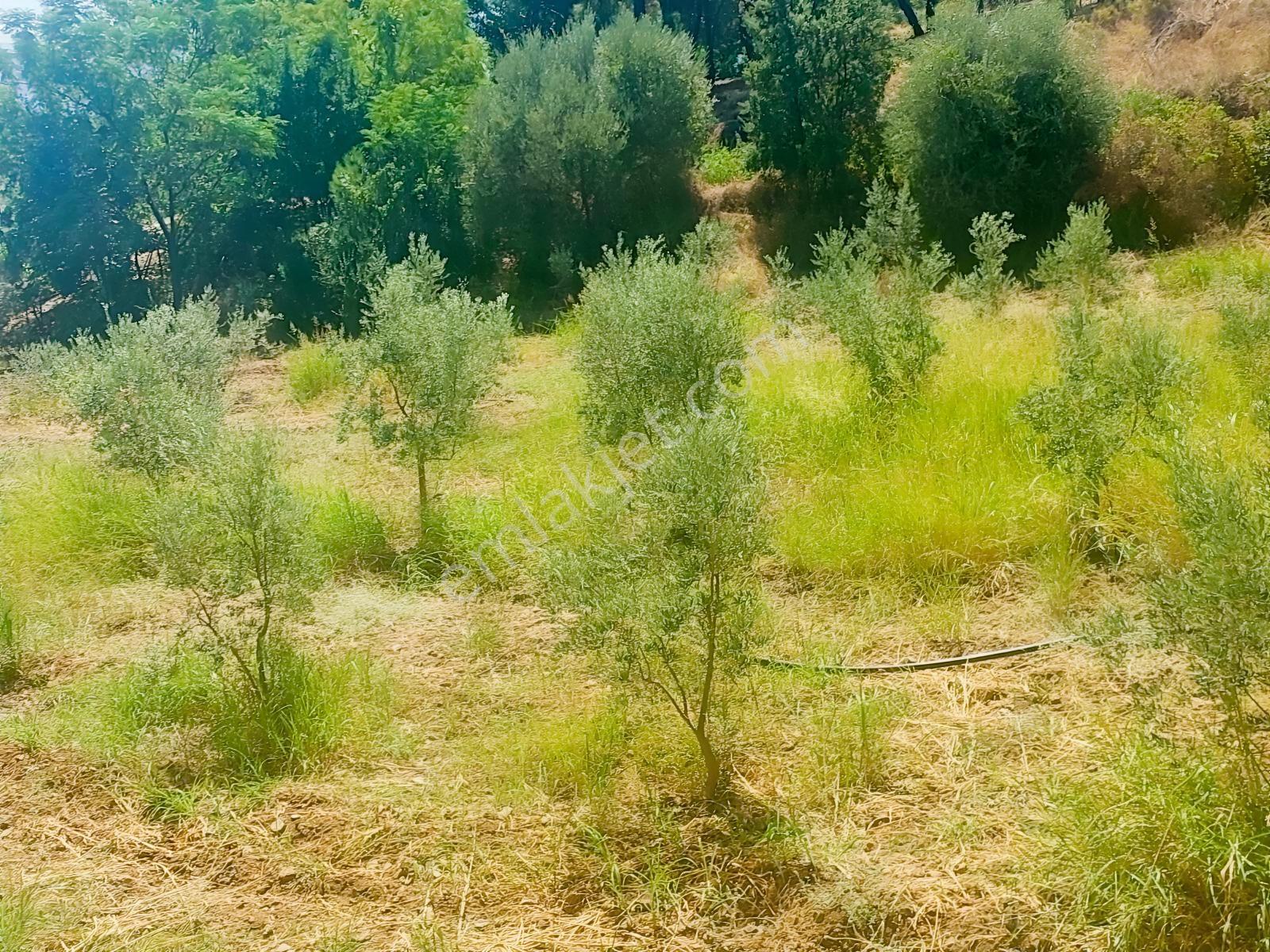 Fethiye Kargı Mahallesinde Müstakil Tapulu Satılık 504m2 Tarla — fotoğraf 6