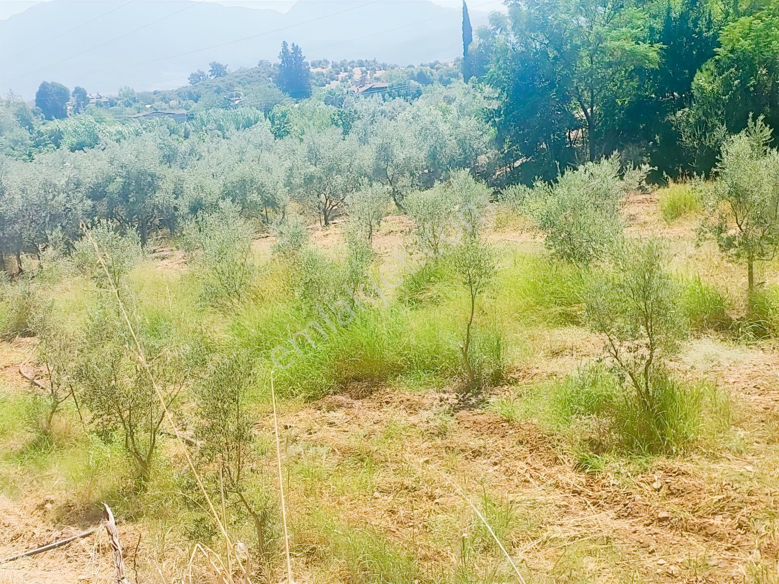 Fethiye Kargı Mahallesinde Müstakil Tapulu Satılık 504m2 Tarla — fotoğraf 7