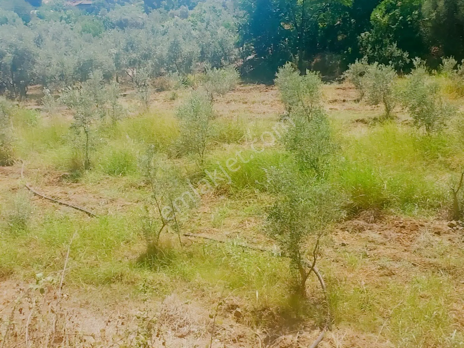 Fethiye Kargı Mahallesinde Müstakil Tapulu Satılık 504m2 Tarla — fotoğraf 9